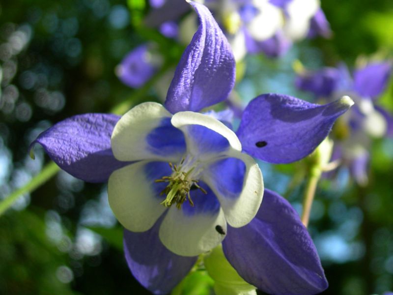 AquilegiaMB