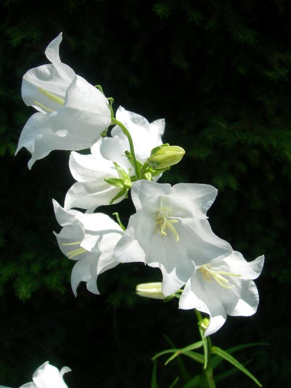 Campanula persicifolia - Zvonek bl