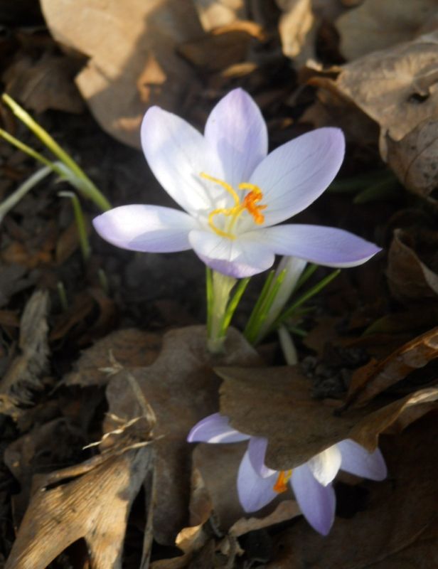 Crocus b�l�