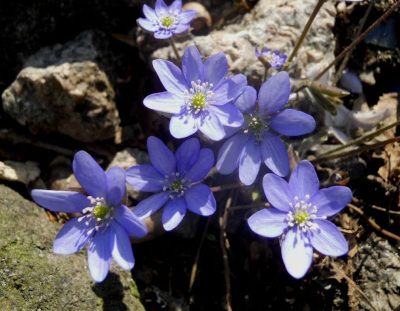 Hepatica nobilis Jatern�k